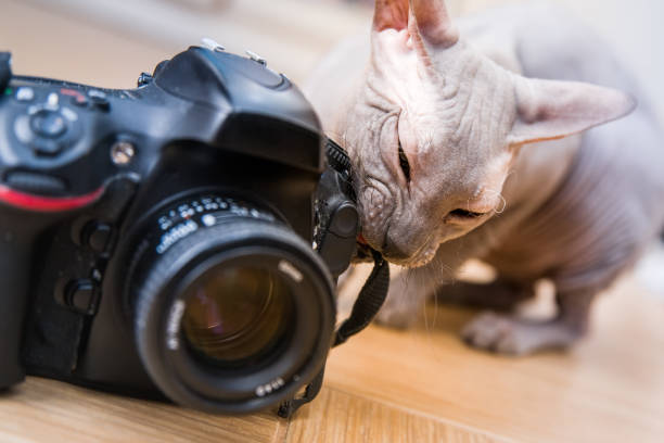 istock Sphynx cat gnaws at the camera at shallow depth of field 1292628717