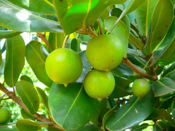 Moni Tree 20+ Mony Tree Stock Photos, Pictures & Royalty-Free Images - iStock
