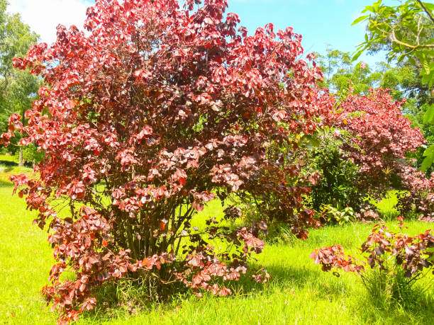 istock Flowers on Easter Island. Beautiful flowers on island. 1292629272