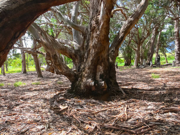 istock Forest on Easter Island. dry litter of forest. 1292630115