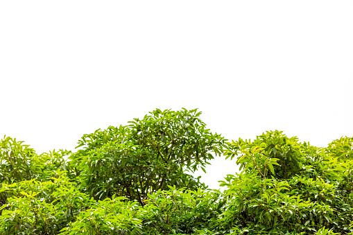 Top part of green tree against white background with copy space, full frame horizontal composition