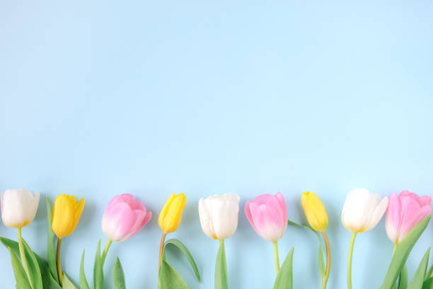 istock Spring frame of pink and yellow tulip flowers on light blue background. 1292631297