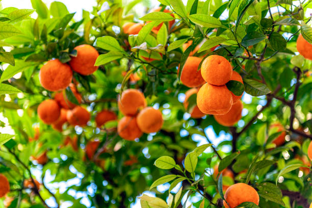 arbol de tangerina - citrus fruit mandarin orange orange large group of objects fotografías e imágenes de stock