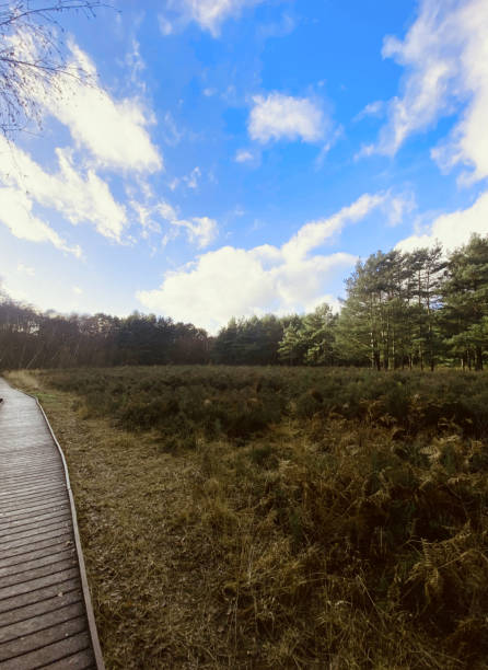 istock A wooden board walk underneath a blue sky 1292633385