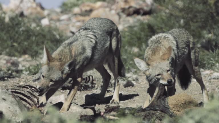 coyote feeding on corpse