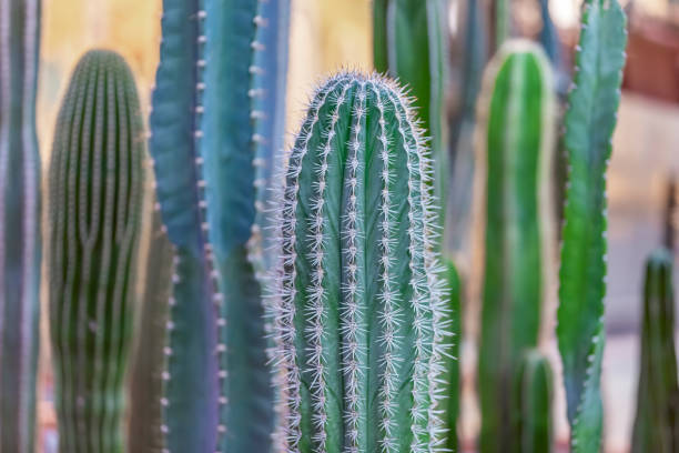 istock Rare green exotic interior cactus 1292635224