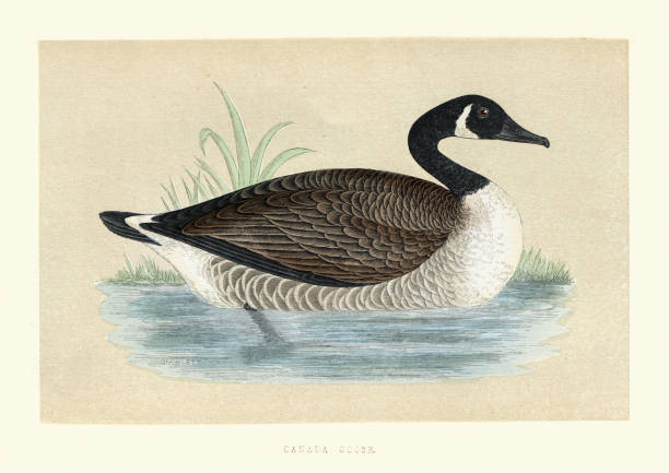 Vintage illustration of a Canada goose (Branta canadensis) a large wild goose species with a black head and neck, white cheeks, white under its chin, and a brown body. It is native to arctic and temperate regions of North America