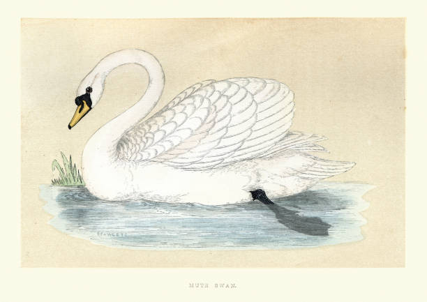 Vintage illustration of a mute swan (Cygnus olor) a species of swan and a member of the waterfowl family Anatidae. It is native to much of Eurosiberia