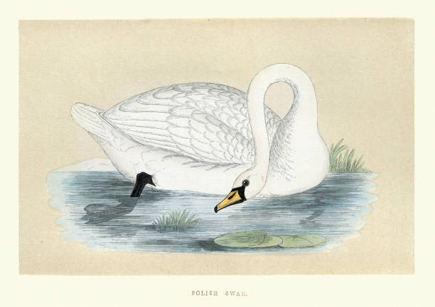 ilustraciones, imágenes clip art, dibujos animados e iconos de stock de cisne polaco, impresión de arte de aves de vida silvestre - cisne blanco comun