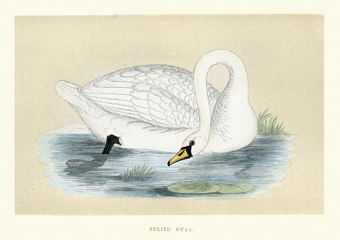 Vintage illustration of a Polish swan a type of Mute swan