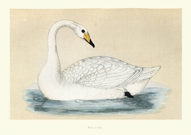 ilustrações de stock, clip art, desenhos animados e ícones de whooper swan (cygnus cygnus), wildlife bird art print - whooper swan