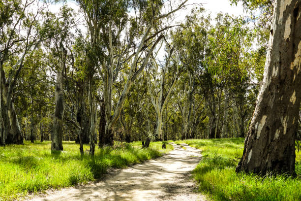 istock Deniliquin, New South Wales, Australia 1292637036