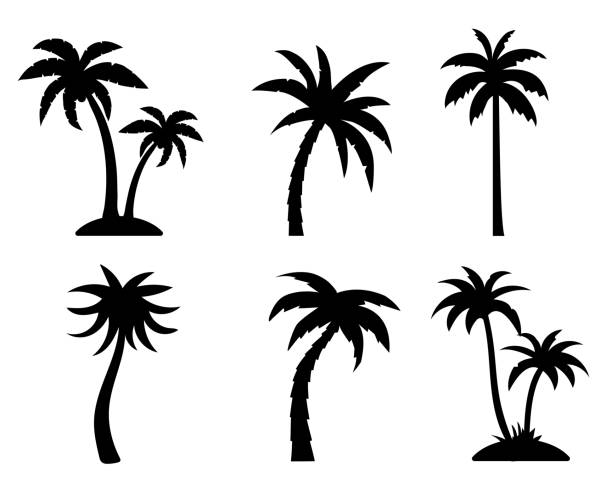 ilustraciones, imágenes clip art, dibujos animados e iconos de stock de colección de siluetas negras de palmeras tropicales. concepto de vacaciones de verano. vector aislado en blanco - palma