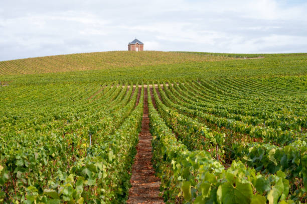 Landscape with green grand cru vineyards near Epernay, region Champagne, France in rainy day. Cultivation of white chardonnay wine grape on chalky soils of Cote des Blancs. Landscape with green grand cru vineyards near Epernay, region Champagne, France in autumn rainy day. Cultivation of white chardonnay wine grape on chalky soils of Cote des Blancs. cramant stock pictures, royalty-free photos & images