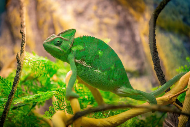 istock Bright Yemeni chameleon in green color 1292640480