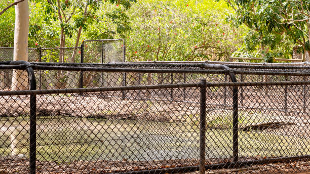 istock A wire mesh enclosure around a dangerous crocodile pond 1292641143