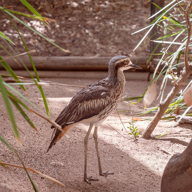 australijski curlew - stone curlew zdjęcia i obrazy z banku zdjęć