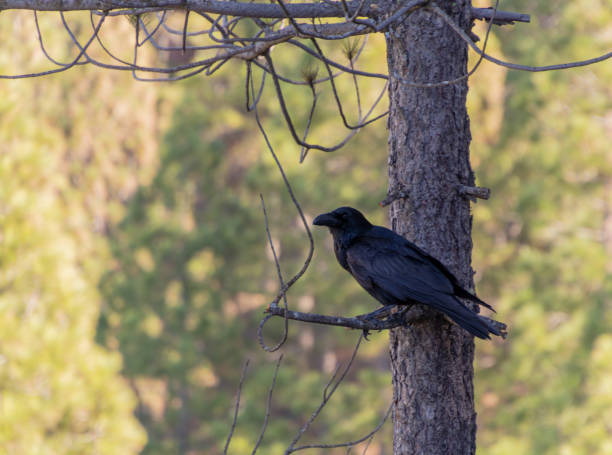 istock A crow watches us from a branch 1292642406