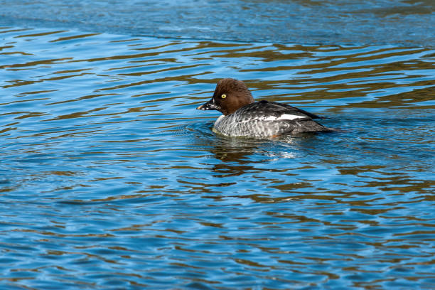 Female Common Goldeneye Swimming The Common Goldeneye (Bucephala clangula) is a medium-sized diving duck of the genus Bucephala.  Common goldeneyes are territorial and aggressive.  They have elaborate courtship displays.  The common goldeneye is named for its golden-yellow eye. Adult males have a dark greenish glossy head with a white circular patch below the eye.  Their back is dark and they have a white belly and neck. Adult females have a gray body and brown head. Their legs and feet are orange-yellow.  The breeding habitat of the common goldeneye is in the rivers and lakes of the boreal forest across northern North America and northern Russia. They nest in large tree cavities made by woodpeckers and from broken off limbs.  They return to the same nests year after year.  The goldeneye is a migratory waterfowl and spends the winter in the protected waters of the more temperate latitudes.  Their diet is met by foraging underwater for crustaceans, aquatic insects, mollusks, fish eggs and aquatic plants.  This female common goldeneye was photographed while swimming at Walnut Canyon Lakes in Flagstaff, Arizona, USA. female goldeneye duck bucephala clangula swimming stock pictures, royalty-free photos & images
