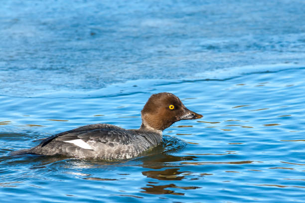 Female Common Goldeneye Swimming The Common Goldeneye (Bucephala clangula) is a medium-sized diving duck of the genus Bucephala.  Common goldeneyes are territorial and aggressive.  They have elaborate courtship displays.  The common goldeneye is named for its golden-yellow eye. Adult males have a dark greenish glossy head with a white circular patch below the eye.  Their back is dark and they have a white belly and neck. Adult females have a gray body and brown head. Their legs and feet are orange-yellow.  The breeding habitat of the common goldeneye is in the rivers and lakes of the boreal forest across northern North America and northern Russia. They nest in large tree cavities made by woodpeckers and from broken off limbs.  They return to the same nests year after year.  The goldeneye is a migratory waterfowl and spends the winter in the protected waters of the more temperate latitudes.  Their diet is met by foraging underwater for crustaceans, aquatic insects, mollusks, fish eggs and aquatic plants.  This female common goldeneye was photographed while swimming at Walnut Canyon Lakes in Flagstaff, Arizona, USA. female goldeneye duck bucephala clangula swimming stock pictures, royalty-free photos & images