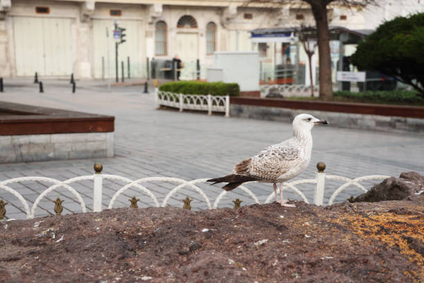 Seagull in Istanbul during pandemic Covid 19