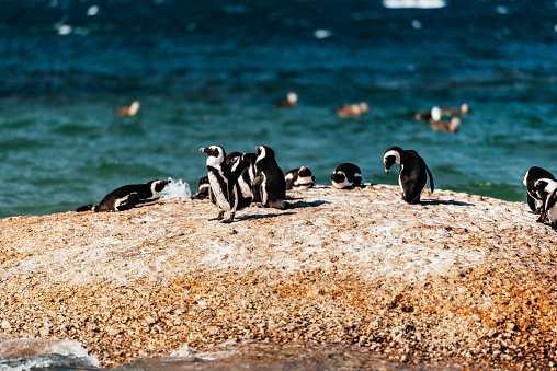 African penguins in Simon's Town near Cape Town, South Africa