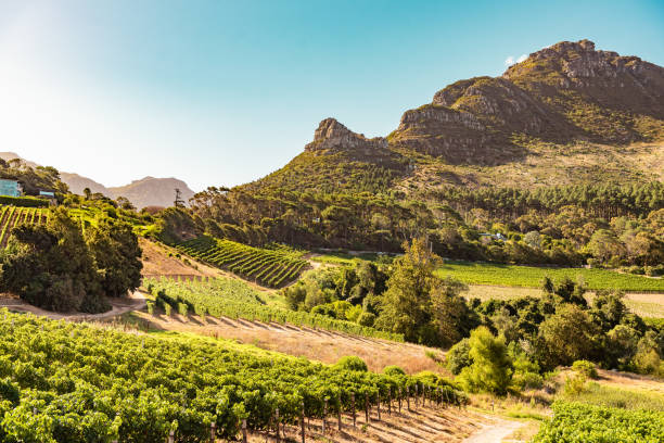 vineyards in constantia near cape town, south africa - rsa imagens e fotografias de stock
