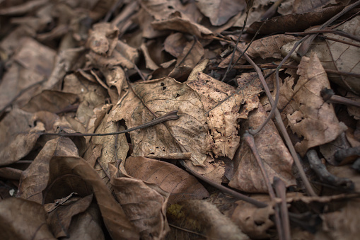 Dead foliage. A rustling carpet of fallen leaves. Autumn Park. Withering nature. Season. Seasonal phenomenon. Dry leaves texture. Nature background.