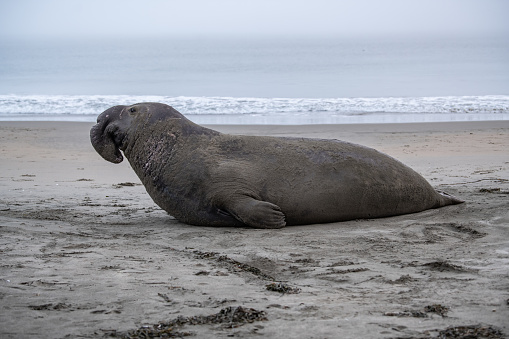An elephant seal taking a nap
