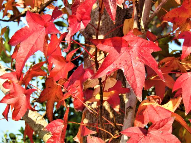 japan. november. red maple leaves. - tree area japanese fall foliage japanese maple autumn imagens e fotografias de stock