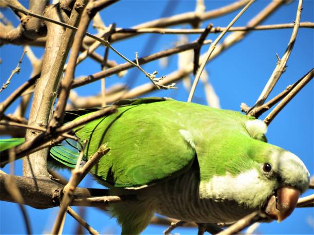 istock The Quaker parrot (Monk parakeet) on the branch. 1292652133