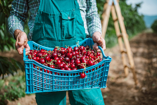 Close up of unrecognizable farmer holding crate of amazing cherry fruits in his orchard, successful cherry production.