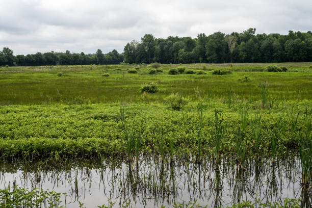 istock Wet lands with green vegetation 1292654981