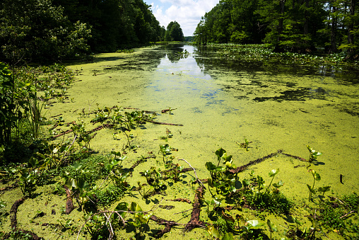 Wetland and swamp with trees and plants.  River provides canoeing area.