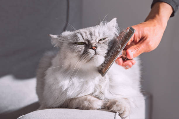 istock Man combing his grey persian cat. Sweet cat enjoying while being brushed. 1292655776