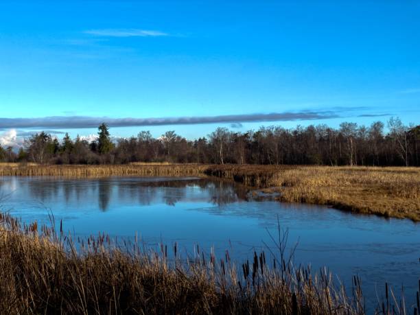 istock Delta George Reifel Migratory Bird Sanctuary 1292657542