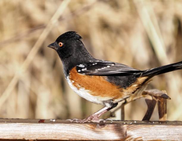 istock Delta George Reifel Migratory Bird Sanctuary 1292660823