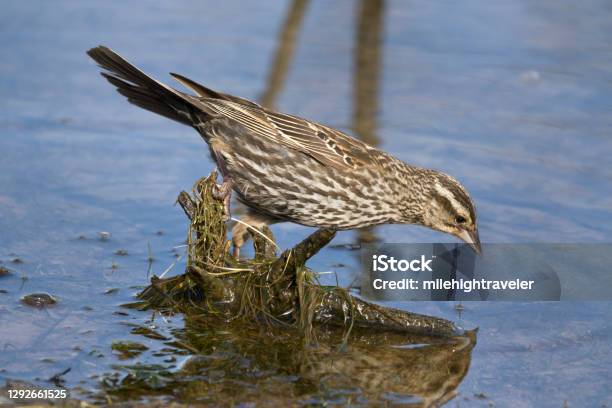 Female Redwinged Blackbird Hunts Insects Harriman Reservoir Littleton Colorado Stock Photo - Download Image Now