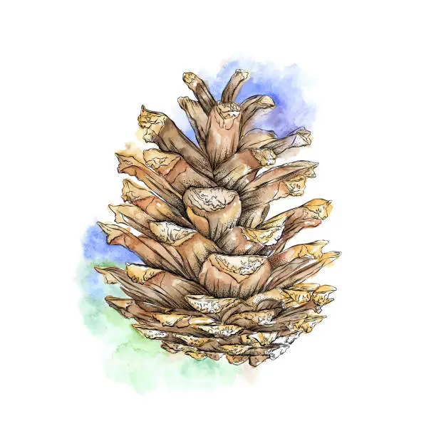 Vector illustration of Pine Cone from a Red Pine in Watercolor and Ink. Vector EPS10 Illustration