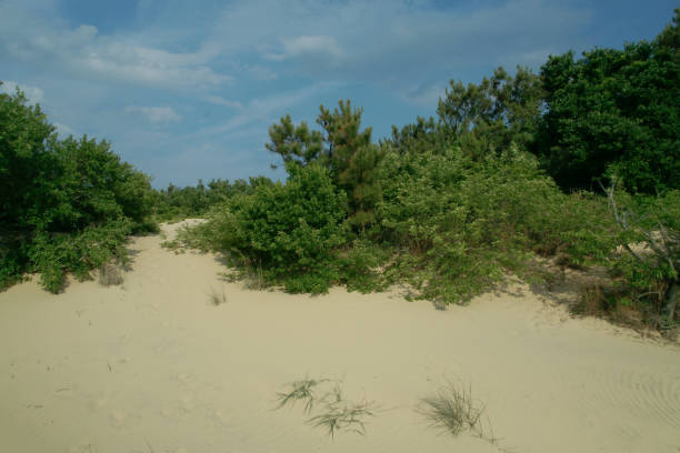 istock Jockey Ridge State Park, Outer Banks, North Carolina 1292663264