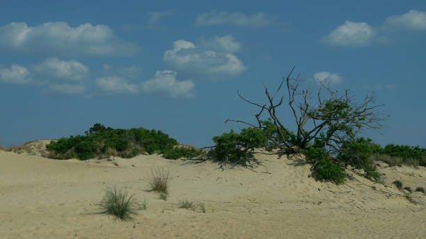 istock Jockey Ridge State Park, Outer Banks, North Carolina 1292663266