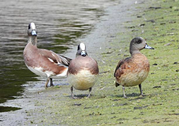 istock American Wigeons (Anas Americana) at water's edge 1292663901