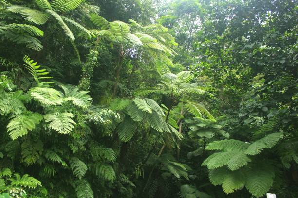 istock The Green Tropical 1292663969