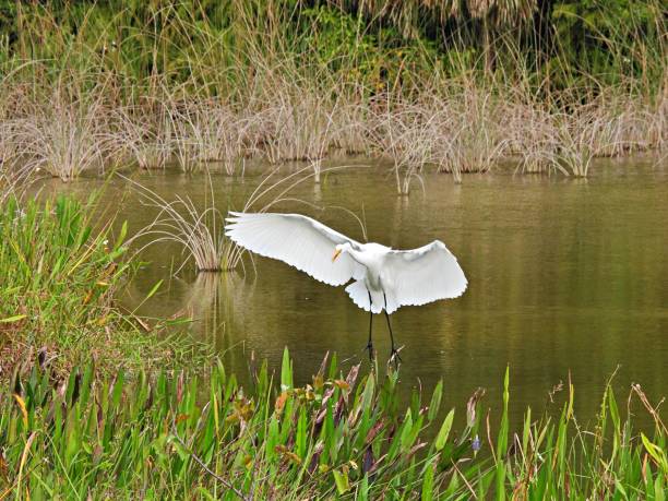 istock Great Egret (Ardea alba) flying into the Florida wetlands 1292664621