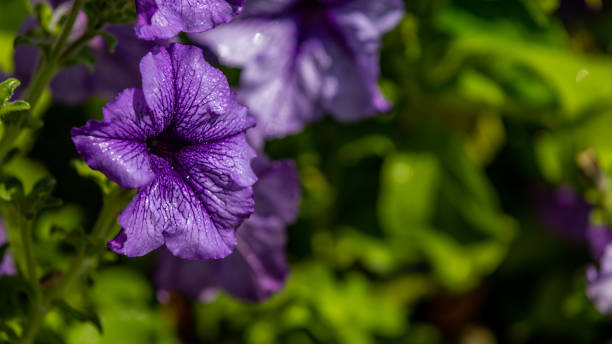 istock Violet flower of morning glory with water drops 1292664735