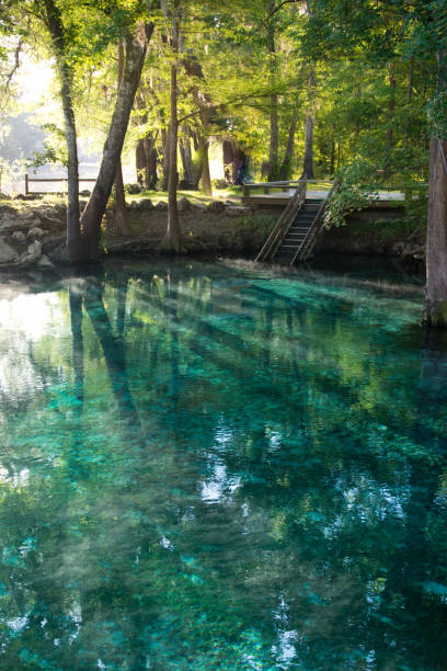 ginnie springs - vertical forest national forest woods foto e immagini stock