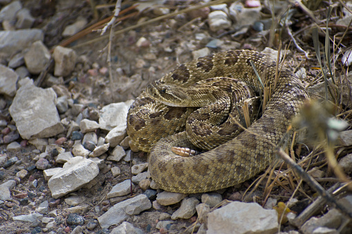 Reptile Rattle Snake