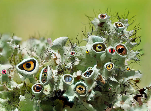 A Whimsical Composite Image of Eyes Looking Out from a Focus Stacked Image of Lichen
