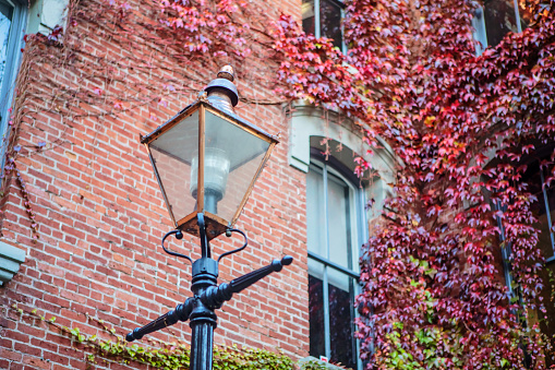 Ivy-covered building exterior with lamp