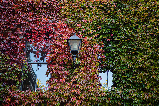 Ivy-covered building exterior with lamp